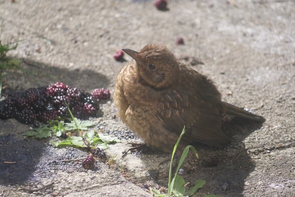 A juvenile blackbird sitting on a patio. In the background there's a pile of blackberries.