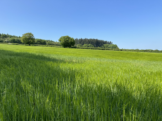  View across a bright green field planted with crops with large trees in the background and some small hedges separating the fields. Blue sky with no clouds.
