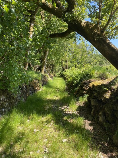 Old road overgrown with grass.