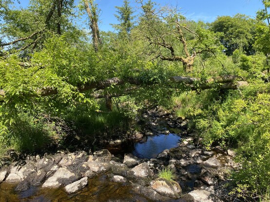 Blue stream flowing into forestry.