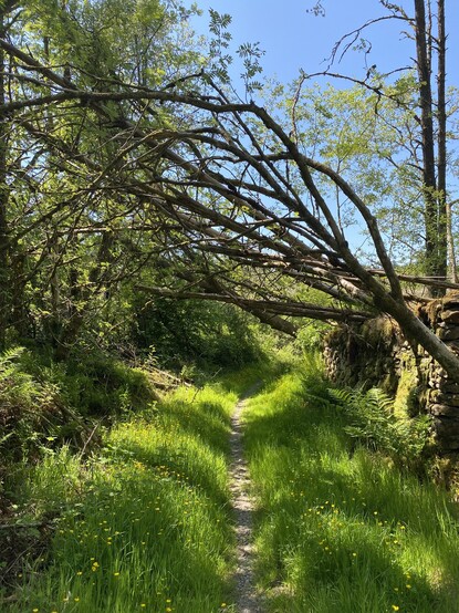 Tree fallen across path.