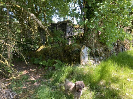 Abandoned run in woods with dog in foreground.
