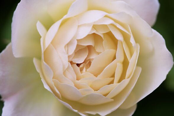A closeup of a Nye Bevan rose, showing many overlapping petals in soft shades of peach and yellow, with some green and pink shading on the very outermost petals. The whole thing is soft and dreamy, a bit like the fragrance from the flower.