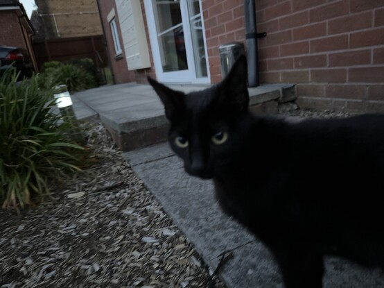 A small black cat looking at the camera. 