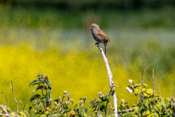 A small grey and brown Dunnock sits at the top of a dry bramble stem which rises above nettles and brambles. The background is a (intentionally) blurred mix of yellow and greens