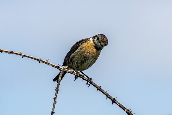 A female Stonechat sits on a dry bramble stem, it's feet grasping the spaces between dangerous looking thorns.  It is a mostly mottled brown colour with a narrow white band around it's neck and a orange tinge to it's breast. It's head is slightly tilted to the right and it looks quizzically towards the camera