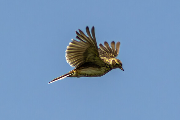 A close up shot of a skylark soaring across a blue sky. It is a mottled yellowy brown colour with white edges to it's tail and wings. Its wings are outstretched and feathers spread