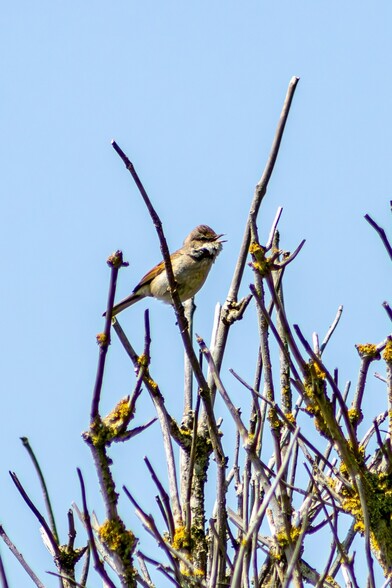 A whitethroat sits amongst dead branches covered in lichen.  It is a small, mostly brown bird with a buff underside and the eponymous white throat. It's beak is open in song