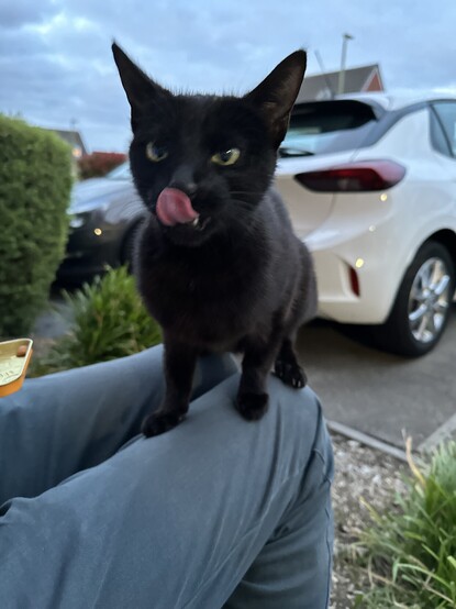 A small black cat sitting on a lap with his tongue out. 
