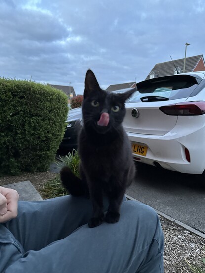 Small black cat with his tongue out licking his nose. 