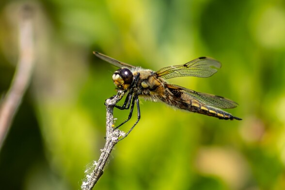 A large dragonfly sits at the top of a dry twig, its spiny legs grasping it. Its has large black eyes and a mottled beige and black body. Its four veined wings are spread out, showing that each has 2 black spots on them.