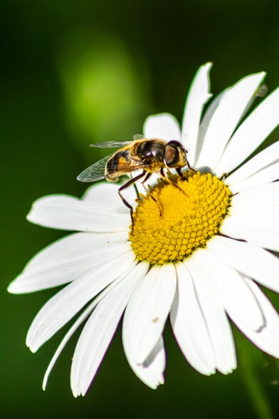 A large yellow and black Drone Fly feeds on the nectar from the centre of a large Ox Eye Daisy, the white petals spread out around it.
