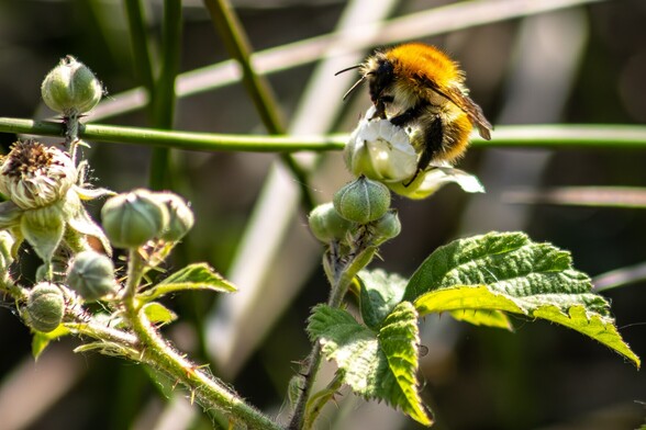 A bright orange Carder bee, with black legs, feeds from a newly opened white flower