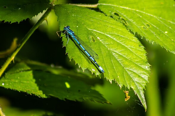 An Azure Damselfly sits on a jagged green leaf. It is mostly a pale blue colour with black eyes, black stripes on its thorax and regular narrow black bands along the rest of it's body. It's wings are folded back along its body
