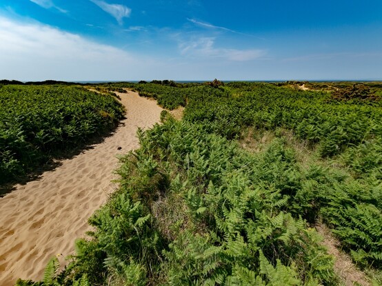 A golden sandy path curves through green bracken. In the distance a sliver of blue see and above a blue sky with some thin wispy clouds