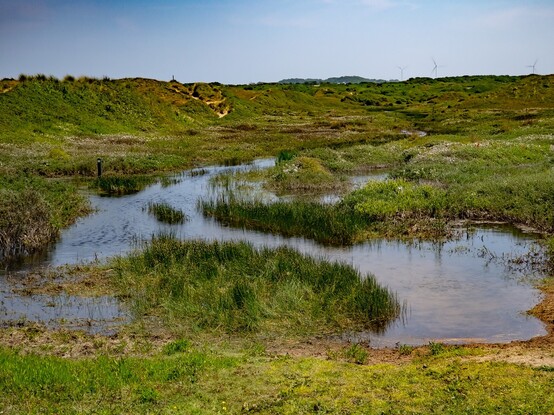 What looks like a large stream winds through sand dunes covered in green vegetation. The line of way markers, partially submerged along the "stream" hints that the water is not supposed to be there