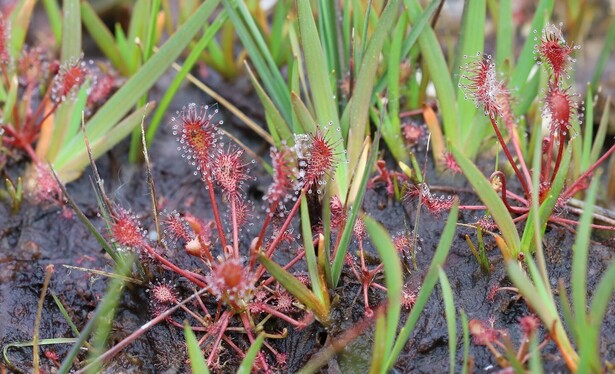 Plants whose mainly-red leaves have long hairs, each hair ending in a droplet that looks like dew but is actually glue. They use these to trap insects. The ground below them is waterlogged.