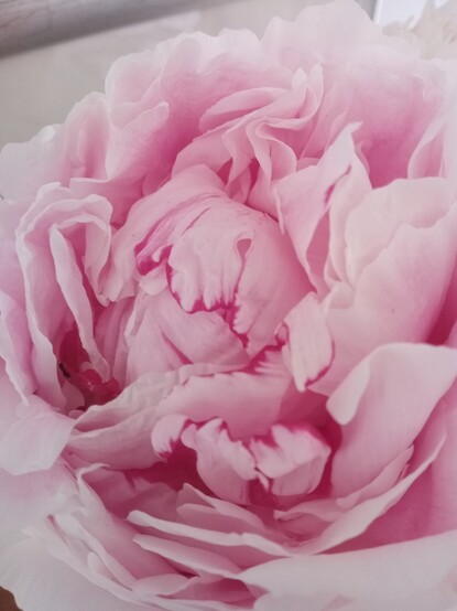 Single huge bloom of Peony flower in pale pink with some inner petals edged in dark pink.