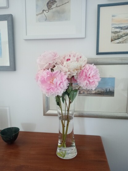 Pale pink Peony flowers in a tall glass vase sitting on a teak sideboard, against a wall covered with various watercolour paintings.