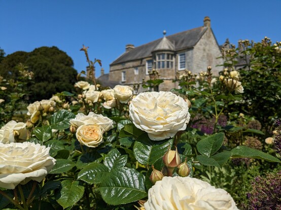 Foreground: white roses
Background, slightly out of focus: Trerice house
