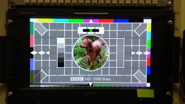 image of a broadcast monitor, showing the classic testcard image but the girl and clown have been replaced by a small dog...