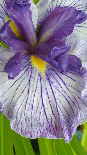 Iris ensata Sue Jo has large and flaring pale violet petals and deep violet veining. Each of the 3 lower petals has a golden egg yolk eye marking. The upper petals are deep violet.