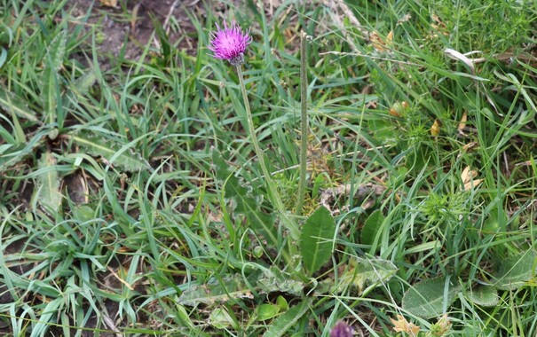A rosette of spiny leaves from which a single thin stem rises, topped with a cluster of purple flowers in a thistle shape. There are no leaves along the stem.