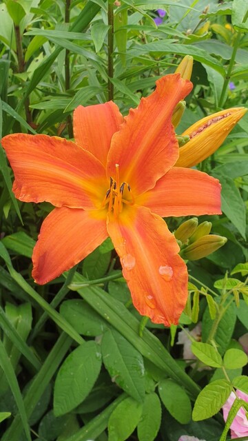 Hemerocallis Hravenly Dragon Fire