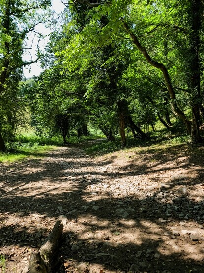 Looking down a stony tree-lined country path, the bright sunlight filtered through the tree leaves gave the light a dappled green quality