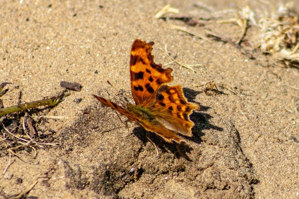 A "Comma" butterfly soaks up the sun , sitting on a sandy path with it's wings spread. It is a burnt orange colour with dark spots. It's wings are an irregular shape , which make it look like its had chunks bitten out of them (It hasn't)
