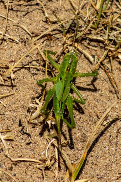 A "Great Green Bush Cricket" sits amongst dry grass stems on a sandy path. It is quite large, about 5-6 cm long and is entirely bright green. Two long antennae stretch out in front of it, six powerful spiked legs are bent underneath it, two small wings are folded against it's back and a long spiked tail extends behind it
