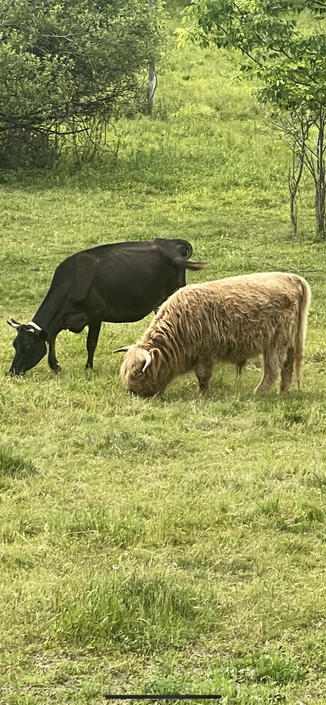 Cows grazing 