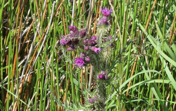 A cluster of purple thistle flowers at the top of a spiny stem. The plant is surrounded by rushes and other bog plants.