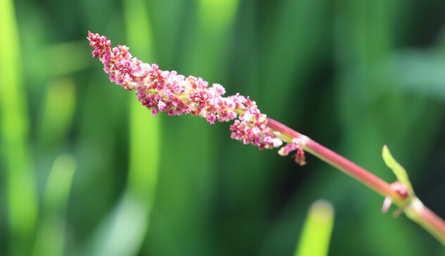 A cluster of tiny red flowers along the tip of a plant stem.