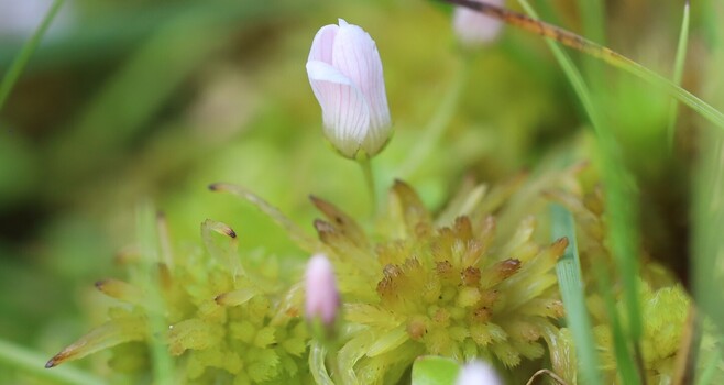 A while flower sticks up from behind a clump of moss, the leaves of the plant completely hidden.