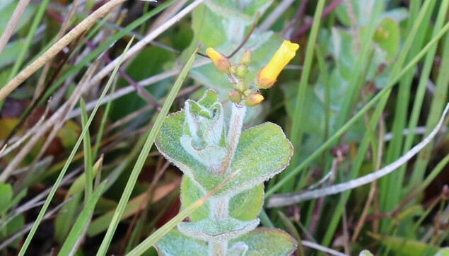 A plant with grey-green leaves and yellow flowers which are still tightly rolled up into buds.