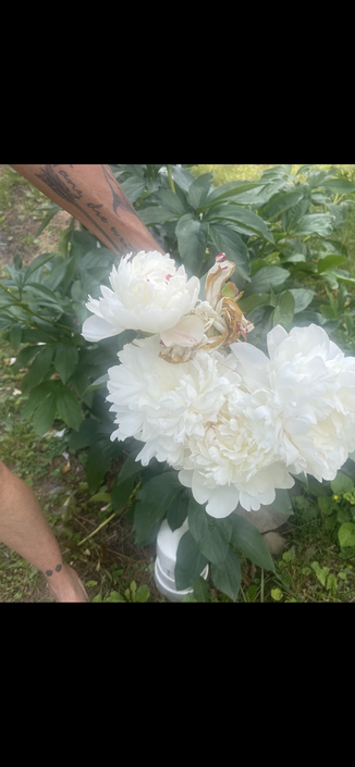 Peonies blooming. 
