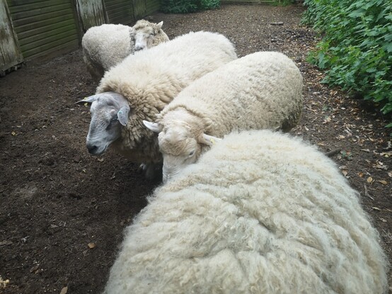Four very fluffy boys are awaiting the barber outside the stables. Everyone is maximally fluffy. From back to front we see Lucky, Brambles, Skippy and most of Panda, who by now is more or less entirely ambulant fluff.