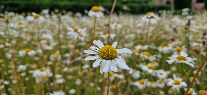 A field full of Moon Daisies.