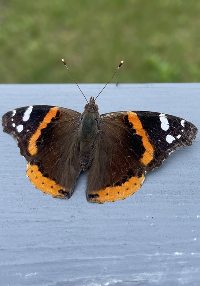 Red Admiral butterfly 