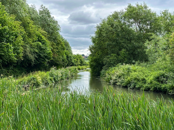 Picture up a narrow canal with large mature trees on either side and overhanging the water on the right. A large number of reeds in the foreground on a corner of the canal, with cloudy skies above.