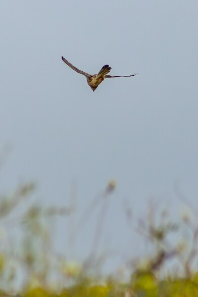 A kestrel hovers above the beach:

A mottled brown bird hovers in mid air, its wings outstretched and its yellow feet tucked tight against it's body. It is staring intently down towards the ground