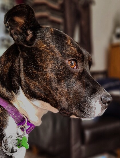 Side portrait of a brindle coloured Staffordshire bull terrier crossbreed puppy, looking to the right in sunlight

You can’t see it in the picture but she’s sat very close to me on the couch

Purple collar with a green ID tag, white chest.
