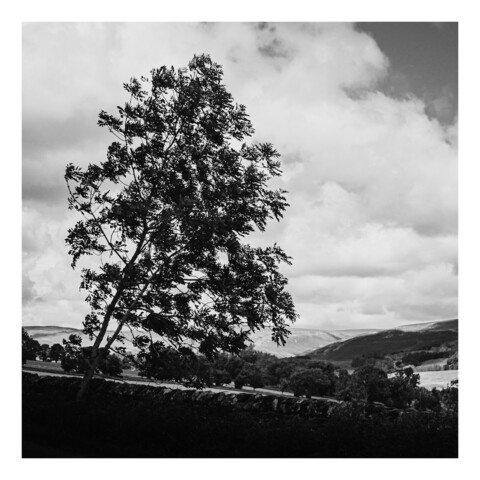 A tree leaning to the right fills the frame with a wall in front and hills behind. A black and white photograph. 