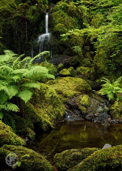 A very small waterfall / cascade on a stream. The small stream drops into a shallow pool over green mossy rocks. Green ferns on the left, and small tree branches with green leaves on the right