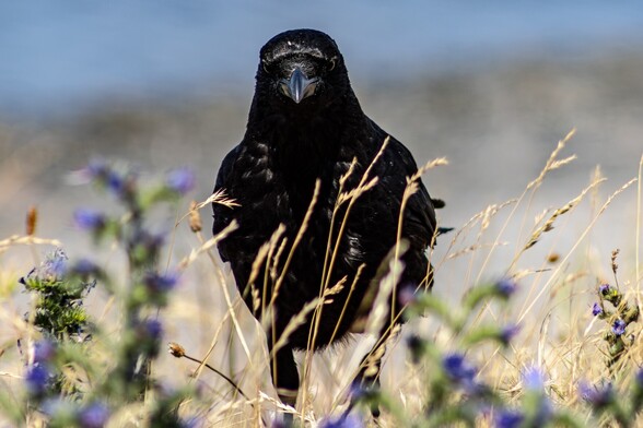 A glossy black Carrion Crow stares intently and defiantly at the camera from behind wispy grass stems and small blue flowers. 