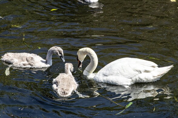An adult mute swan , completely white apart from its black and orange bill and black brow, stares into rippled water. Water droplets fall from it's bill. Two large, fluffy, grey cygnets stare at the same spot 