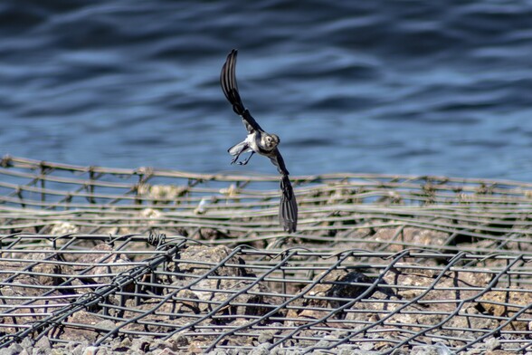 A juvenile Pied Wagtail swoops across the edge of the bay formed by metal "cages" of large grey rocks. The bird is mostly grey with a white underside to it's tail and belly and a black collar. The bird is tilted in flight with it's wings almost vertical and twisted in a slight corkscrew shape