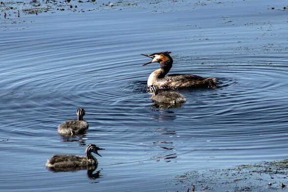 An adult Great Crested Grebe and three chicks float on still water. The adult has a long pointed bill. It is mostly grey with a white face and breast and ginger patch at the back of its head. Its crest is folded back but can still be seen. The chicks are entirely grey with striped heads. The adult and one of the chicks are holding their beaks wide open