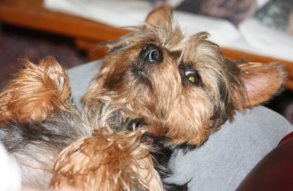 Yorkshire Terrier lays on her back exposing tummy ready and waiting for tickles.  She's a black and tan Yorkie, with long coat hair, but not Crufts show style.